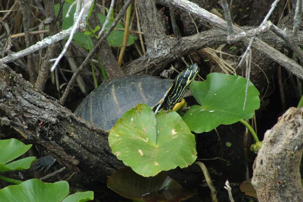 Florida Red-bellied Cooter (Pseudemys nelsoni)