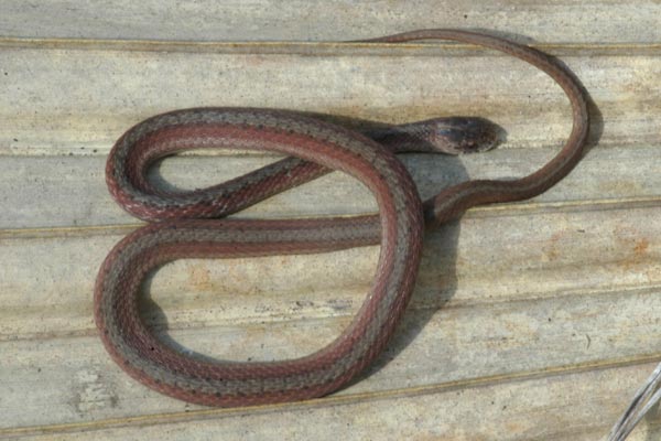 Florida Brownsnake (Storeria victa)