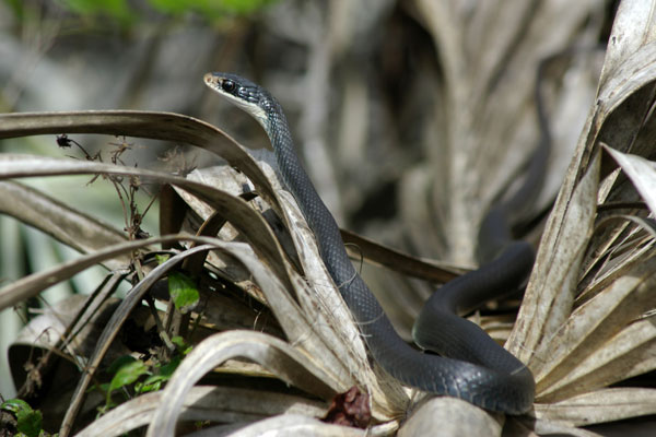 Southern Black Racer (Coluber constrictor priapus)