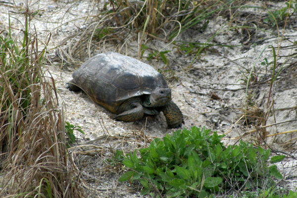 Gopher Tortoise (Gopherus polyphemus)