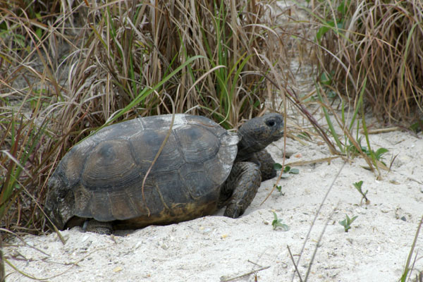 Gopher Tortoise (Gopherus polyphemus)