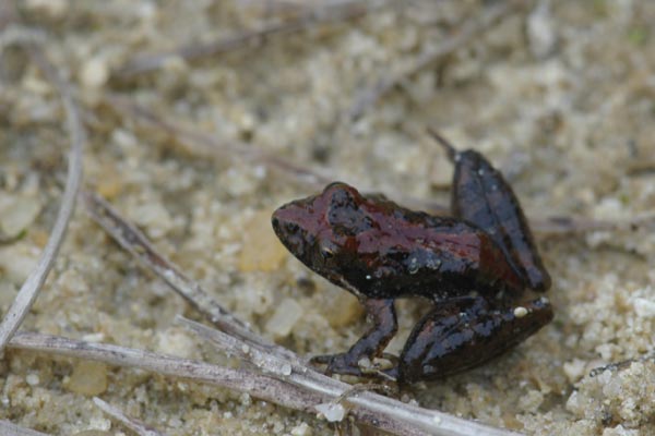 Southern Cricket Frog (Acris gryllus)