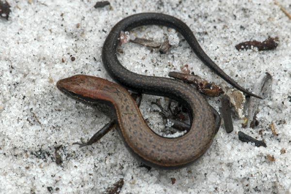 Little Brown Skink (Scincella lateralis)