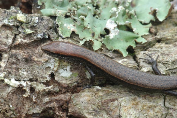 Little Brown Skink (Scincella lateralis)