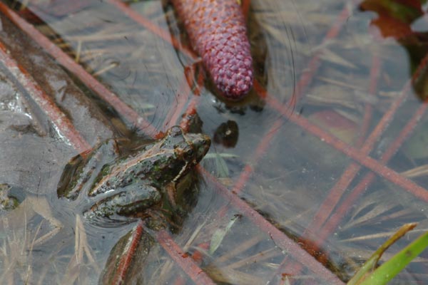 Southern Cricket Frog (Acris gryllus)