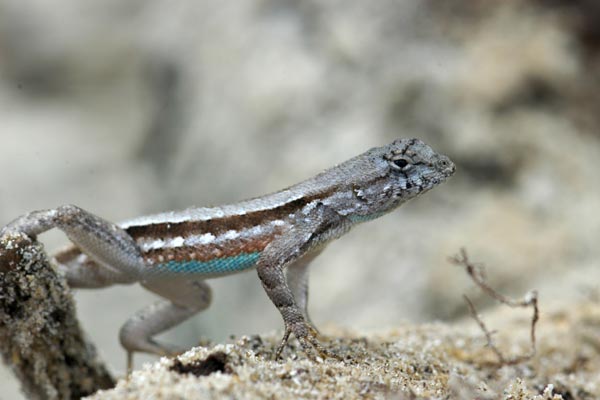 Florida Scrub Lizard (Sceloporus woodi)