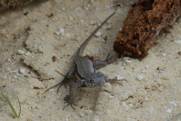 Florida Scrub Lizard (Sceloporus woodi)