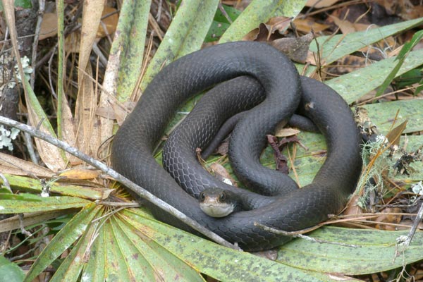 Southern Black Racer (Coluber constrictor priapus)