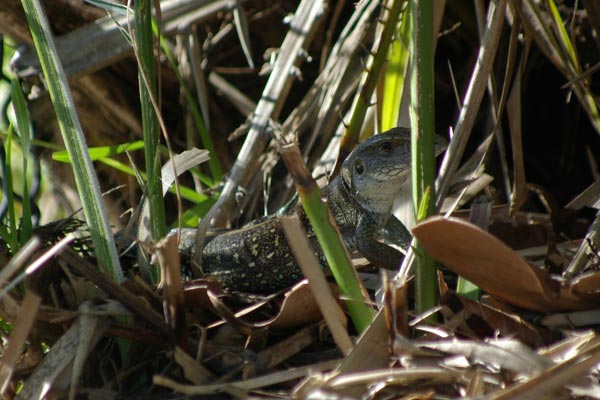 Dusky Ameiva (Ameiva praesignis)