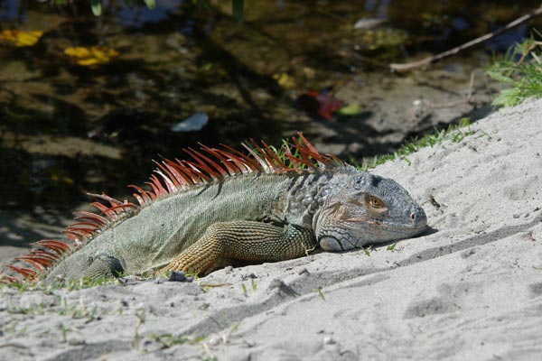 Green Iguana (Iguana iguana)