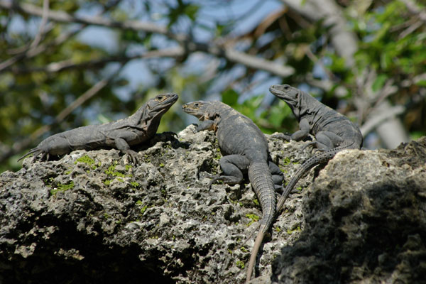 Black Spiny-tailed Iguana (Ctenosaura similis)