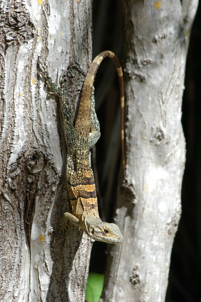 Black Spiny-tailed Iguana (Ctenosaura similis)