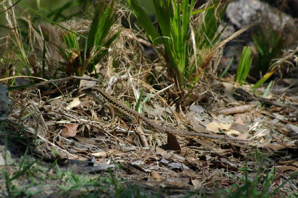 Dusky Ameiva (Ameiva praesignis)