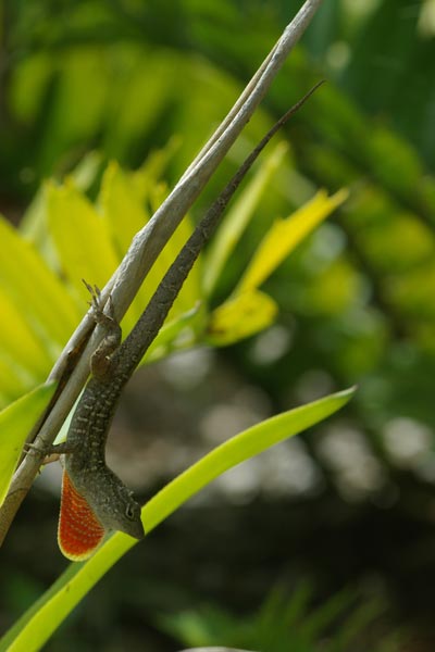 Cuban Brown Anole (Anolis sagrei sagrei)