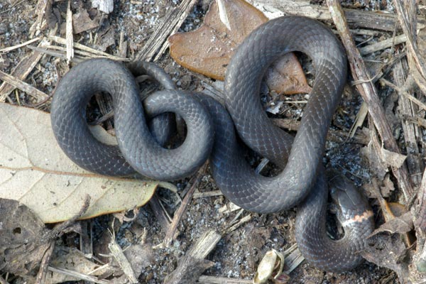 Southern Ring-necked Snake (Diadophis punctatus punctatus)