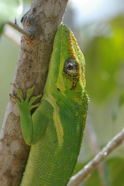 Western Knight Anole (Anolis equestris equestris)