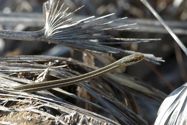 Peninsula Ribbonsnake (Thamnophis saurita sackenii)