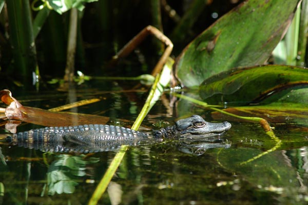 American Alligator (Alligator mississippiensis)