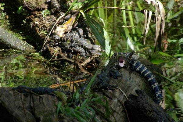 American Alligator (Alligator mississippiensis)