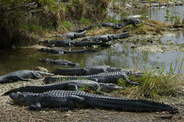 American Alligator (Alligator mississippiensis)