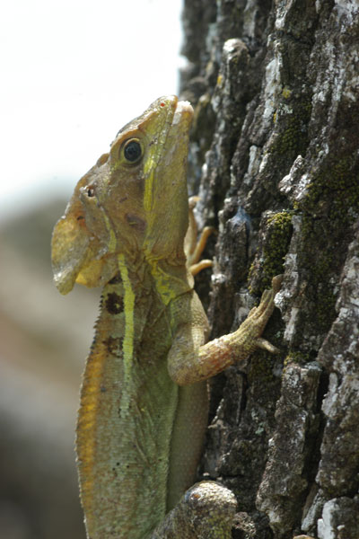 Brown Basilisk (Basiliscus vittatus)