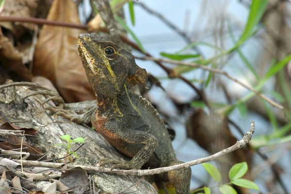 Brown Basilisk (Basiliscus vittatus)