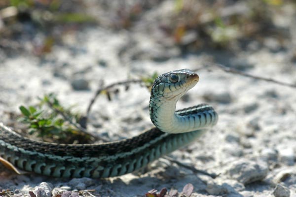 Eastern Gartersnake (Thamnophis sirtalis sirtalis)