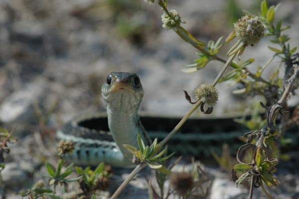 Eastern Gartersnake (Thamnophis sirtalis sirtalis)