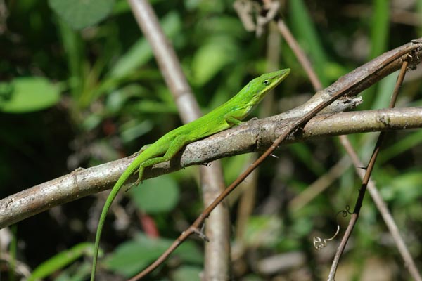 Green Anole (Anolis carolinensis)