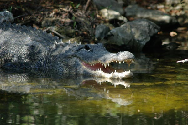 American Alligator (Alligator mississippiensis)