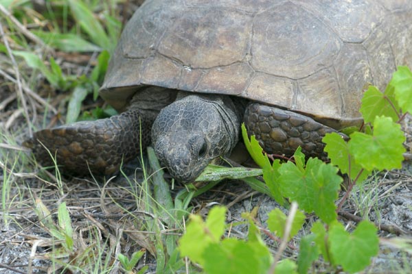 Gopher Tortoise (Gopherus polyphemus)