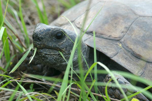 Gopher Tortoise (Gopherus polyphemus)