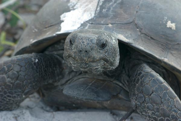 Gopher Tortoise (Gopherus polyphemus)