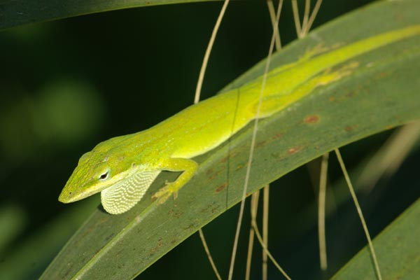 Green Anole (Anolis carolinensis)