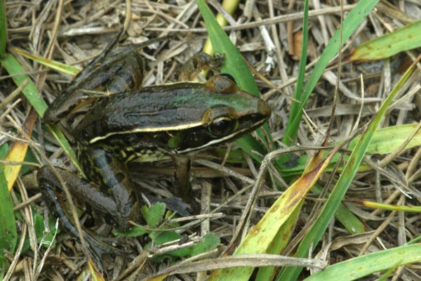 Florida Leopard Frog (Lithobates sphenocephalus sphenocephalus)