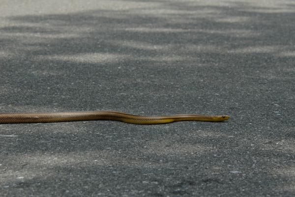 Eastern Ratsnake (Pantherophis alleghaniensis)