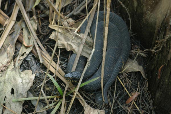 Florida Watersnake (Nerodia fasciata pictiventris)