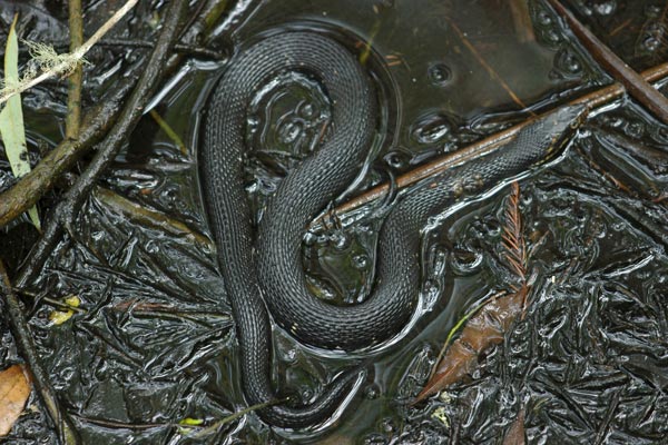 Florida Watersnake (Nerodia fasciata pictiventris)