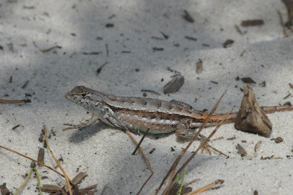 Florida Scrub Lizard (Sceloporus woodi)