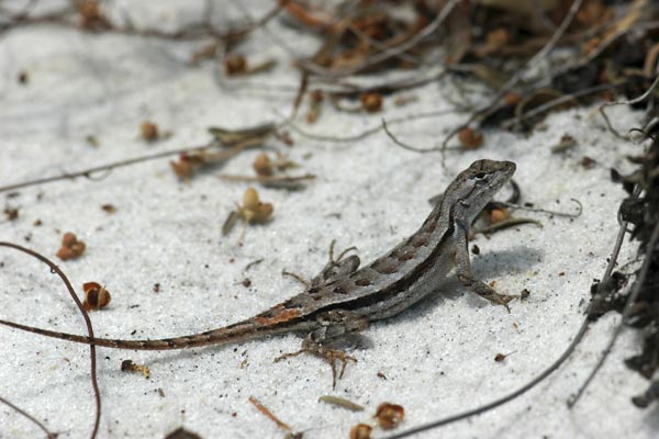 Florida Scrub Lizard (Sceloporus woodi)