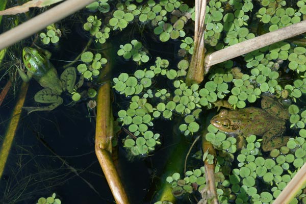 Pig Frog (Lithobates grylio)