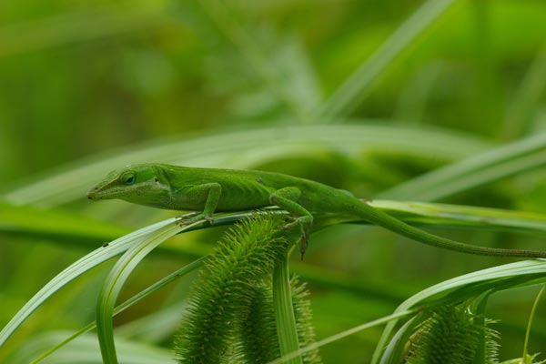 Green Anole (Anolis carolinensis)