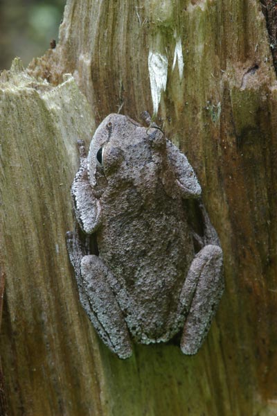 Pine Woods Treefrog (Hyla femoralis)