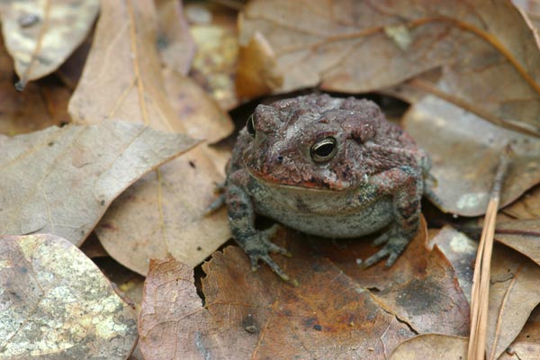 Southern Toad (Anaxyrus terrestris)