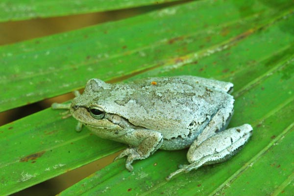 Pine Woods Treefrog (Hyla femoralis)