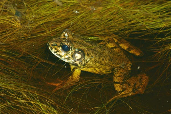 River Frog (Lithobates heckscheri)