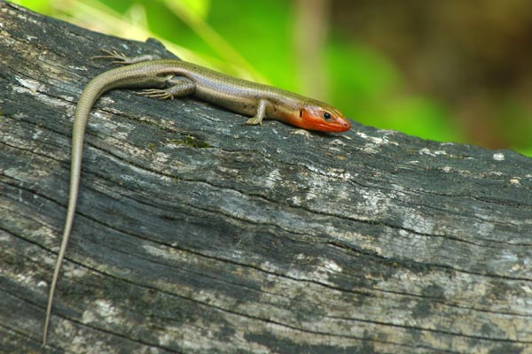 Broad-headed Skink (Plestiodon laticeps)