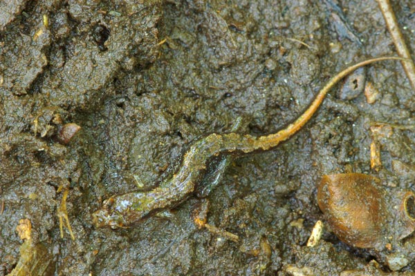 Ocoee Salamander (Desmognathus ocoee)