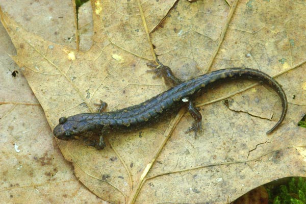 Ocoee Salamander (Desmognathus ocoee)