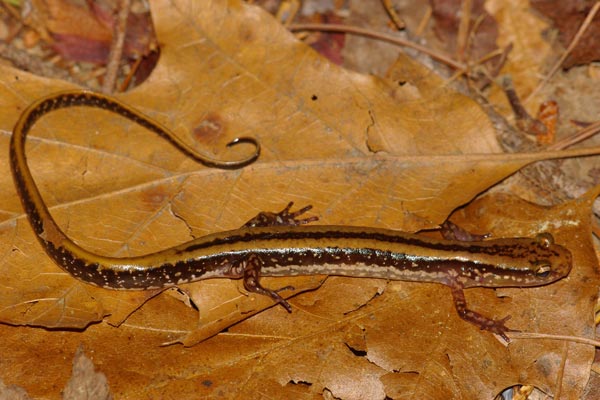 Three-lined Salamander (Eurycea guttolineata)